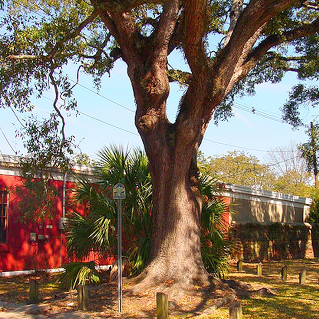 The Boyington Oak, the only haunted tree in Alabama